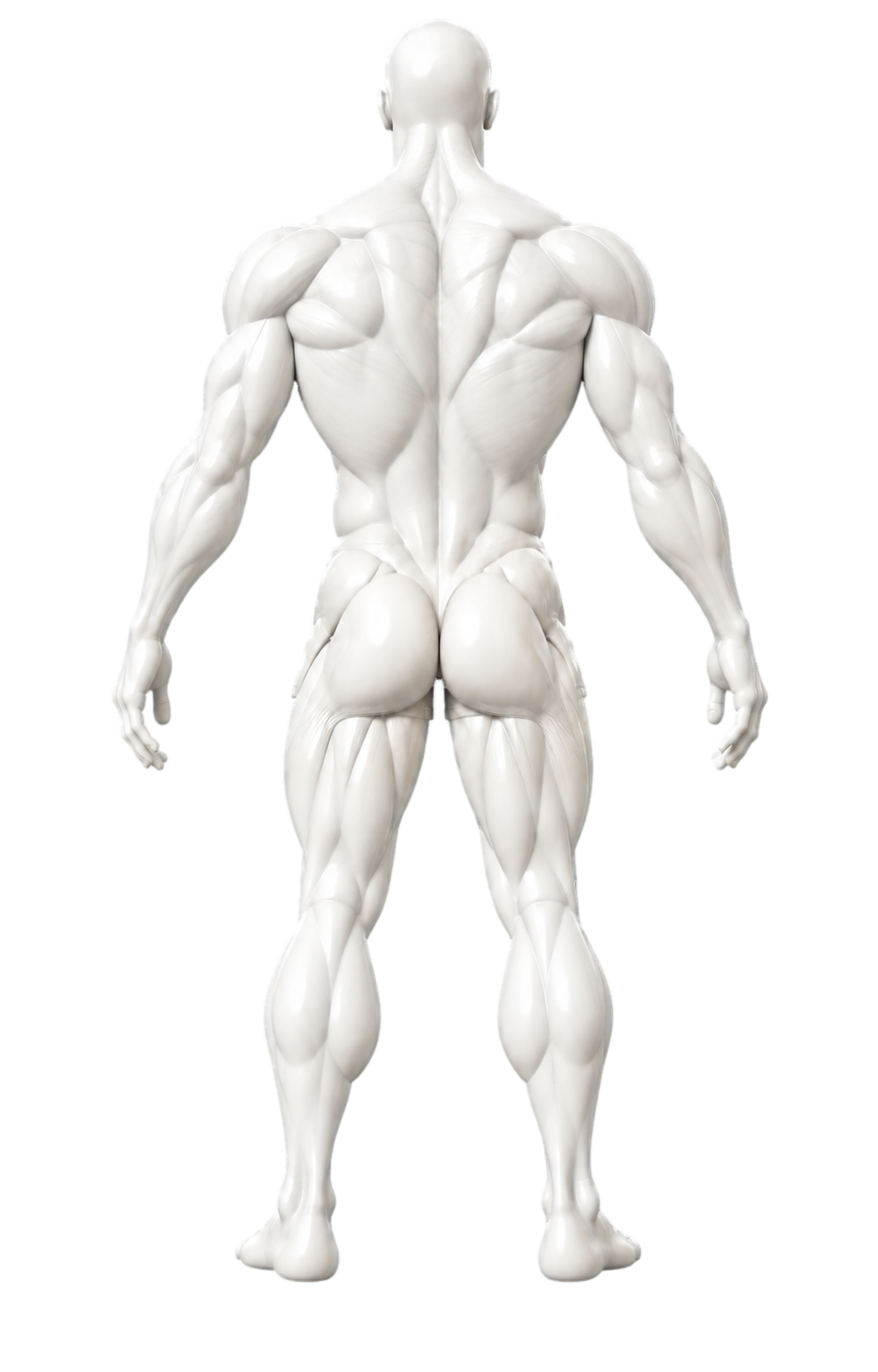 Neutral back view of the Chisel anatomical figure