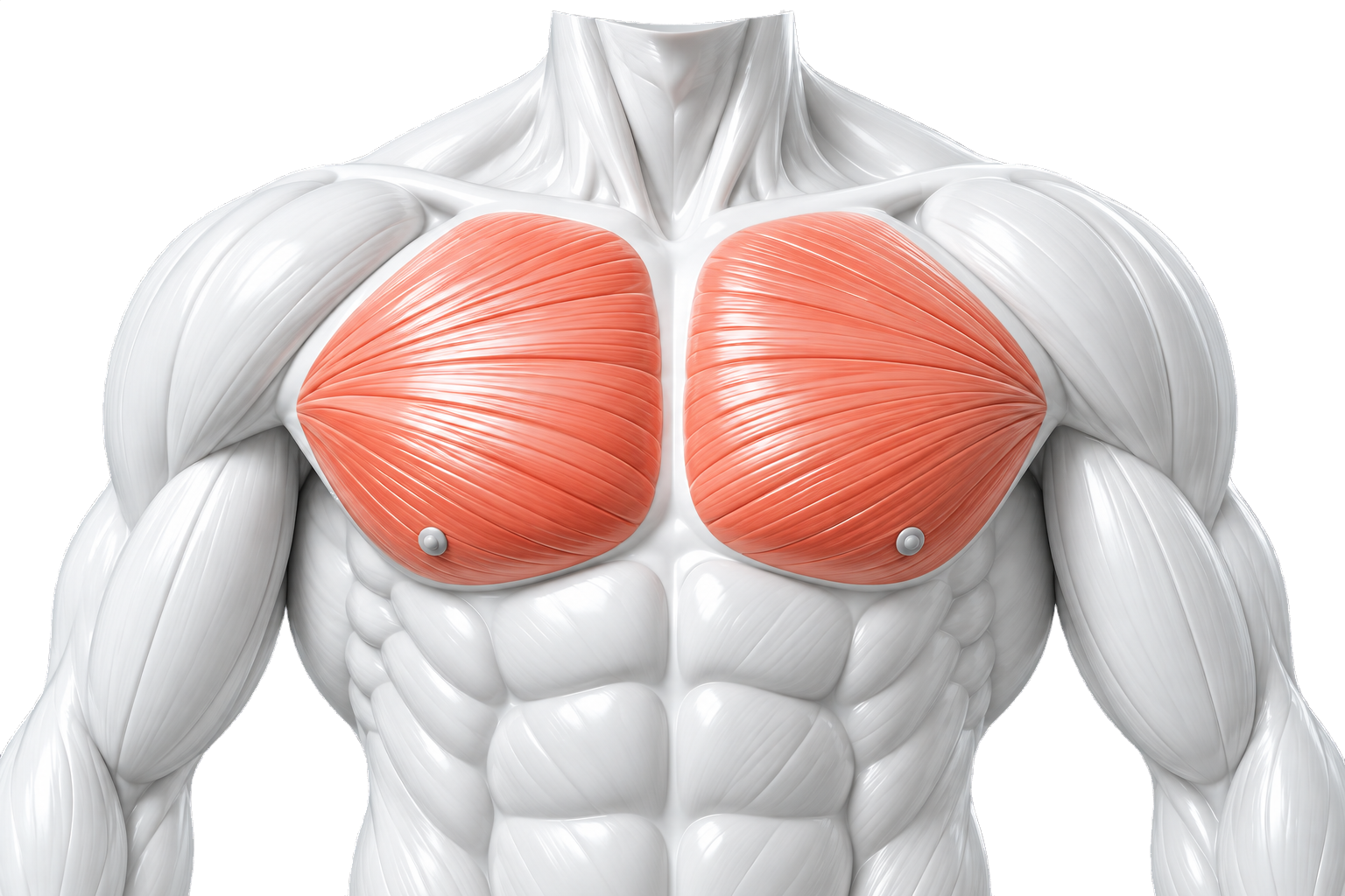 Chisel anatomy study highlighting the chest in coral
